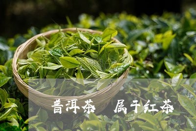 普洱茶 属于红茶/2023041029536